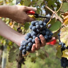 Varietal NZ Thumbnail 1 - What’s hot in the global village