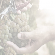SOLA 180x180 - Wine’s ‘natural’ benefits are the key to success in 2022 and beyond