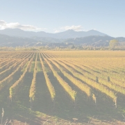 vineyard NN article 180x180 - The six wine shifts affecting Asia