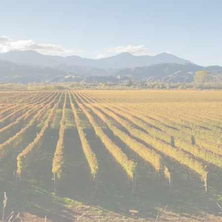 vineyard NN article 450x450 - Press release: Wines offering a sustainability and environmental connection have the best chance of success within the alternative wine category