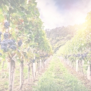 Organic 180x180 - Global wine trend predictions for 2020 – how did we do?