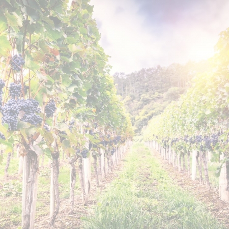 Organic 450x450 - When will sustainability matter to wine consumers?