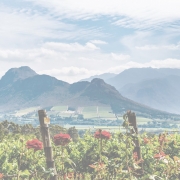 south africa story image 180x180 - Global wine trend predictions for 2020 – how did we do?