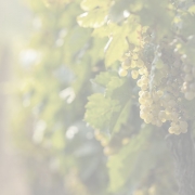 SOLA story image 180x180 - Behind the Global SOLA Report: Sustainable, Organic & Lower-alcohol Wine Opportunities 2018
